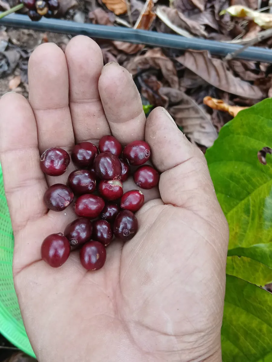 Freshly picked ripe coffee cherries held in an open hand