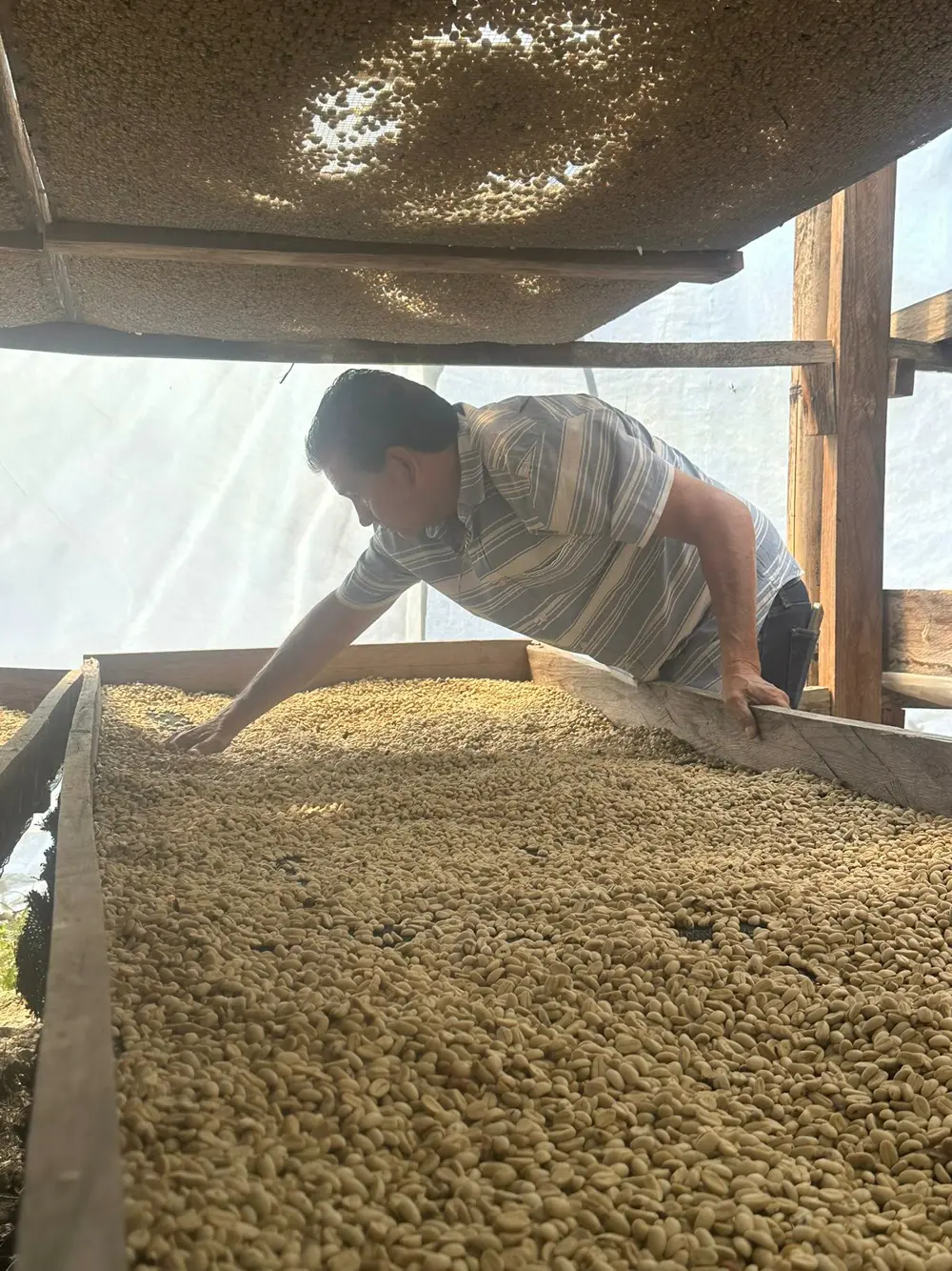 A producer leaning over a raised bed of drying parchment coffee under a shade canopy