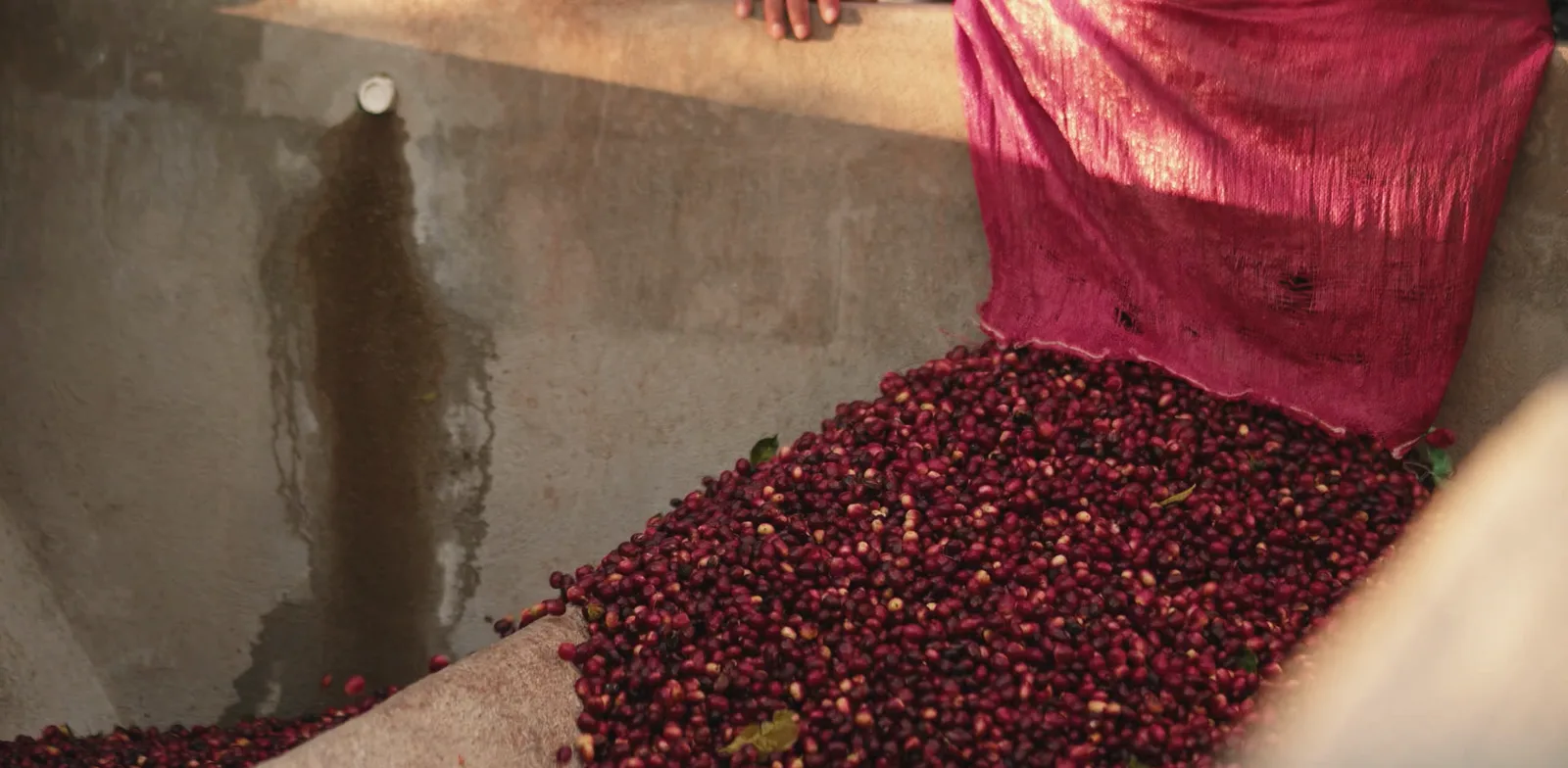 Coffee cherries drying on a raised bed
