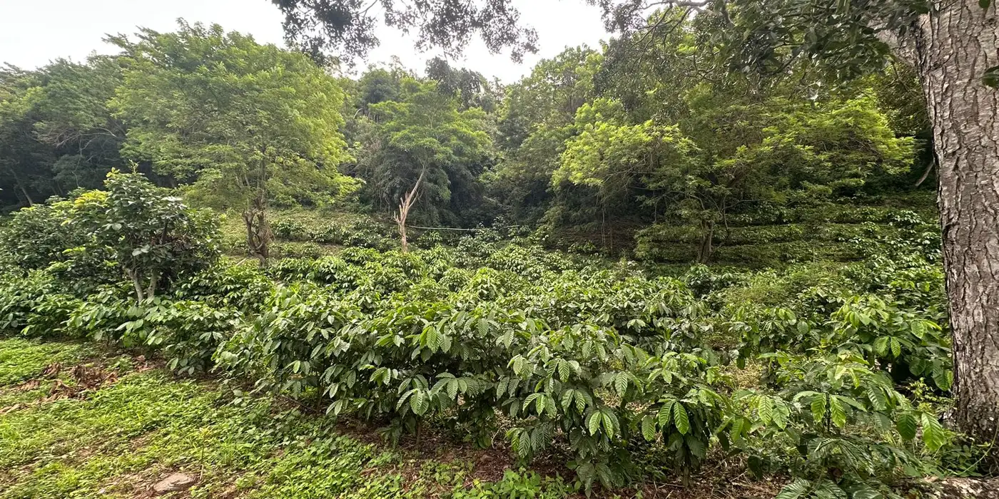 Coffee trees growing under shade on a hillside in eastern Guatemala