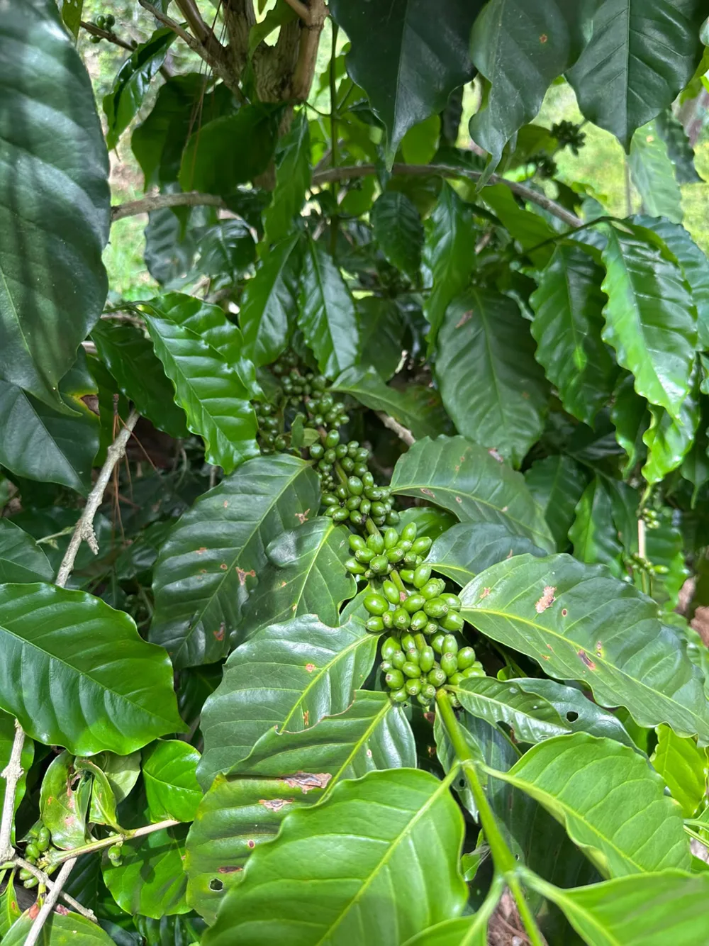 Green coffee cherries developing on the branch