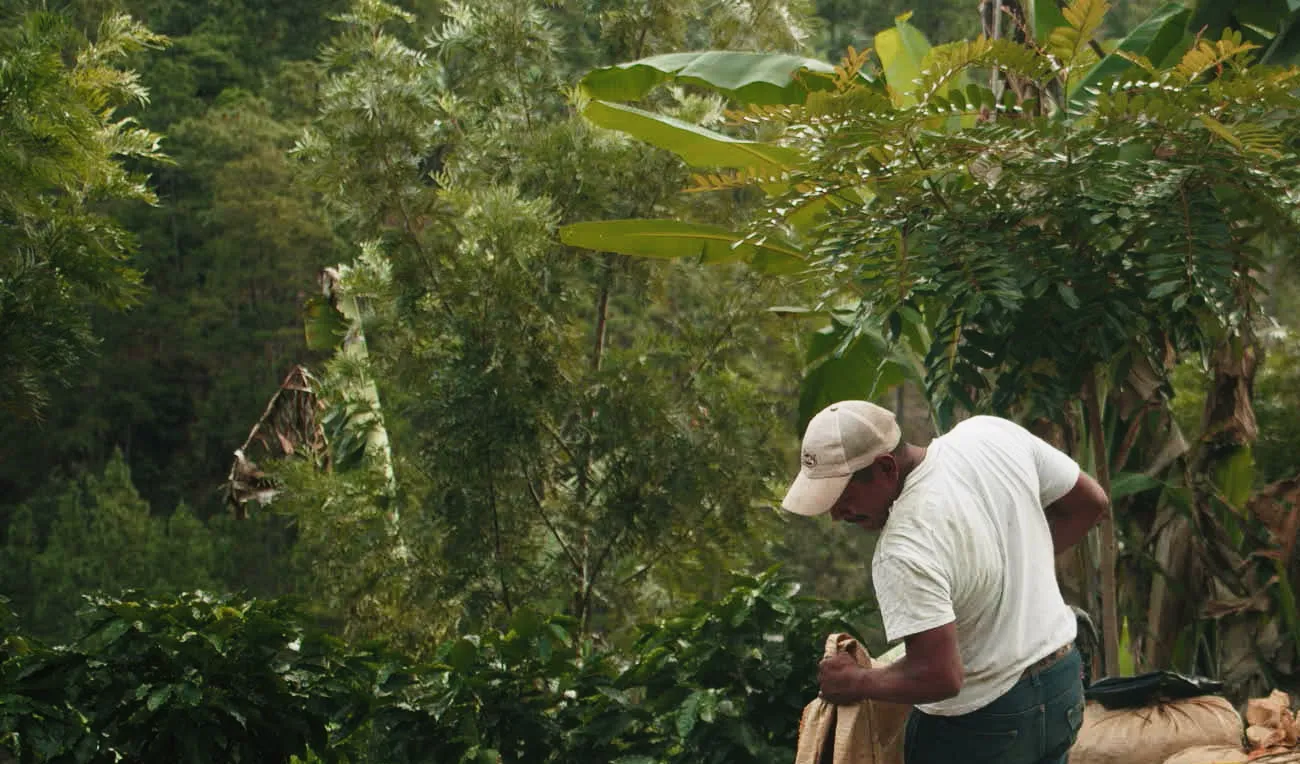 A worker bagging coffee cherries among the trees