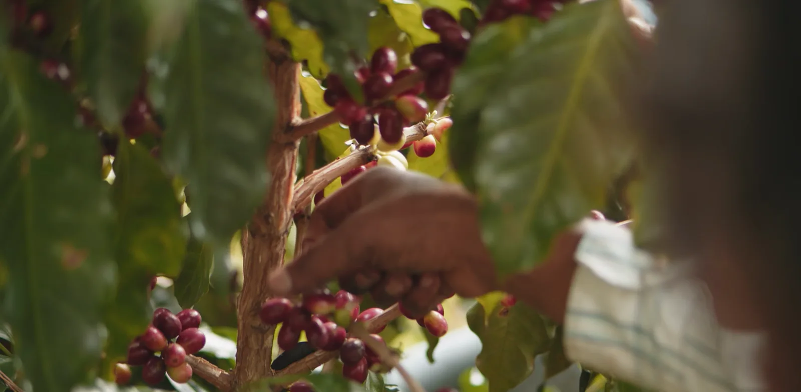 A hand picking ripe cherries from the branch