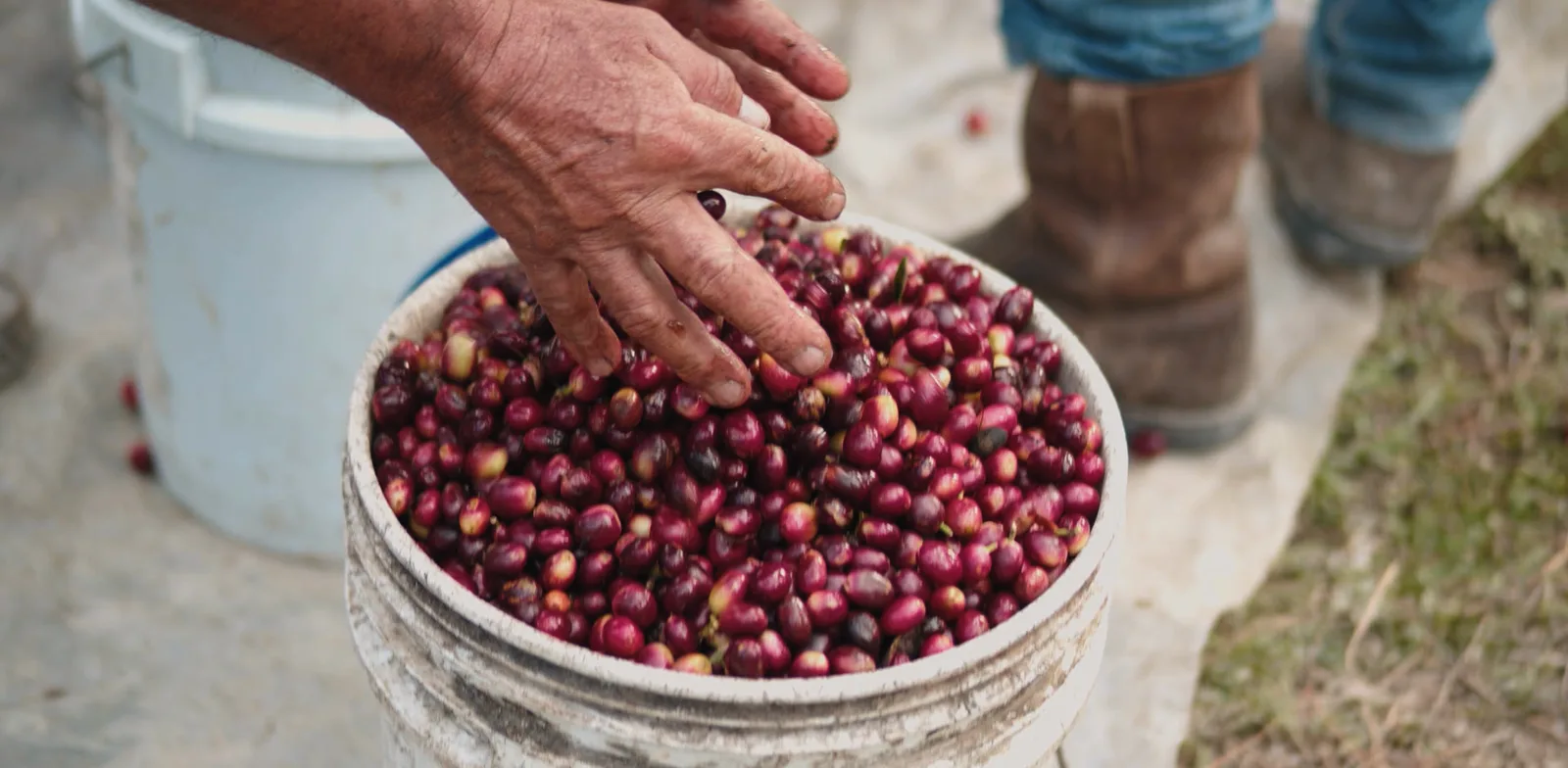 Hands moving through red coffee cherries in a bucket